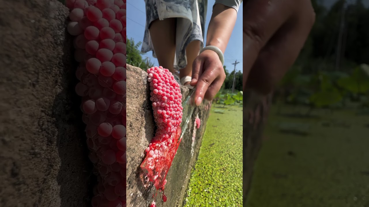 ASMR Crushing apple snail eggs #asmr #satisfying #snail #snaileggs #bigsnail #butterfly #snailvidio