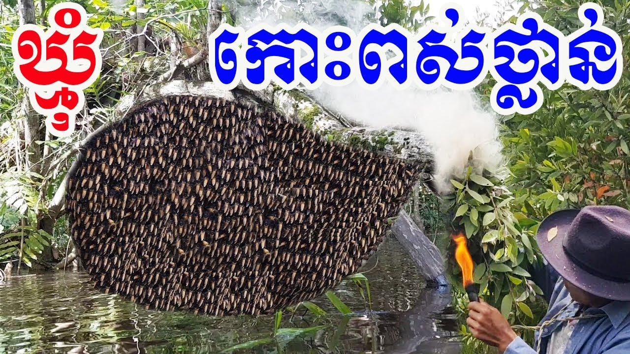 យកឃ្មុំក្នុងកោះមានពស់ថ្លាន់ច្រើនជាងគេ Finding Bees for Eating Mr Koem Phea