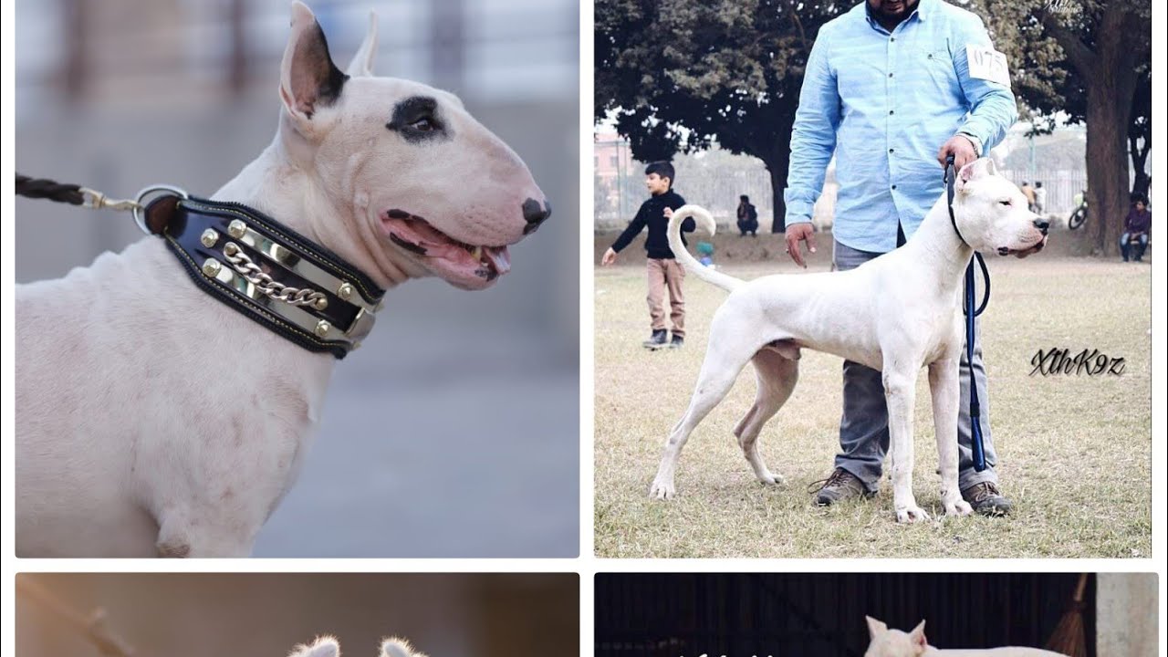 Dogo Argentino| English Bull Terrier| Bully pits| Saint Bernard |