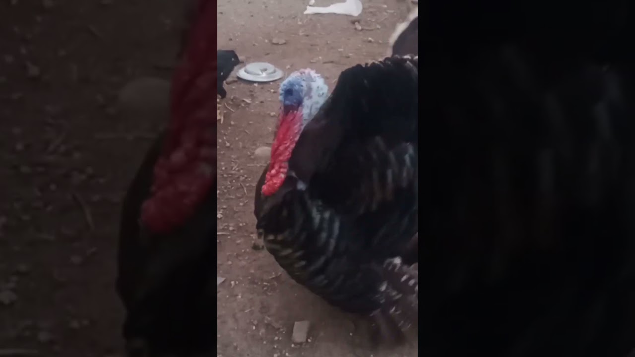 #gemsfarm#vaankozhi##viral#trendingshorts #fypp#viswasamtrailer