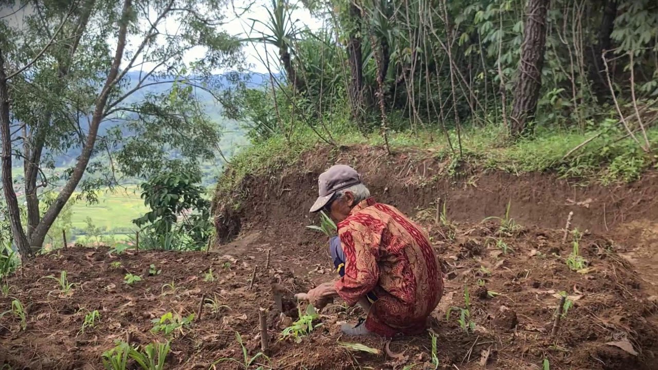 Elderly Farmer's Trick: Planting Grass for a Year-Round Supply _FarmersLife _Shorts