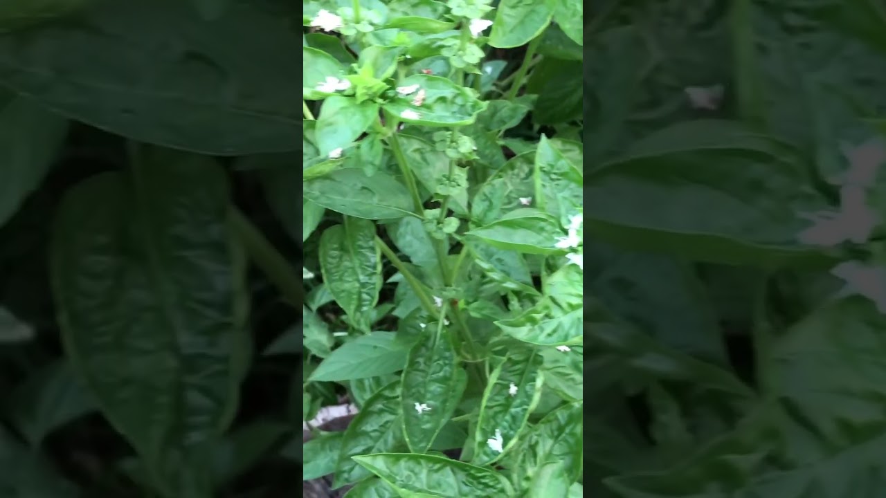What are basil leaves 🍃 🍃 good for? #short  #shorts #shortvideo #youtubeshorts #viral #satisfying