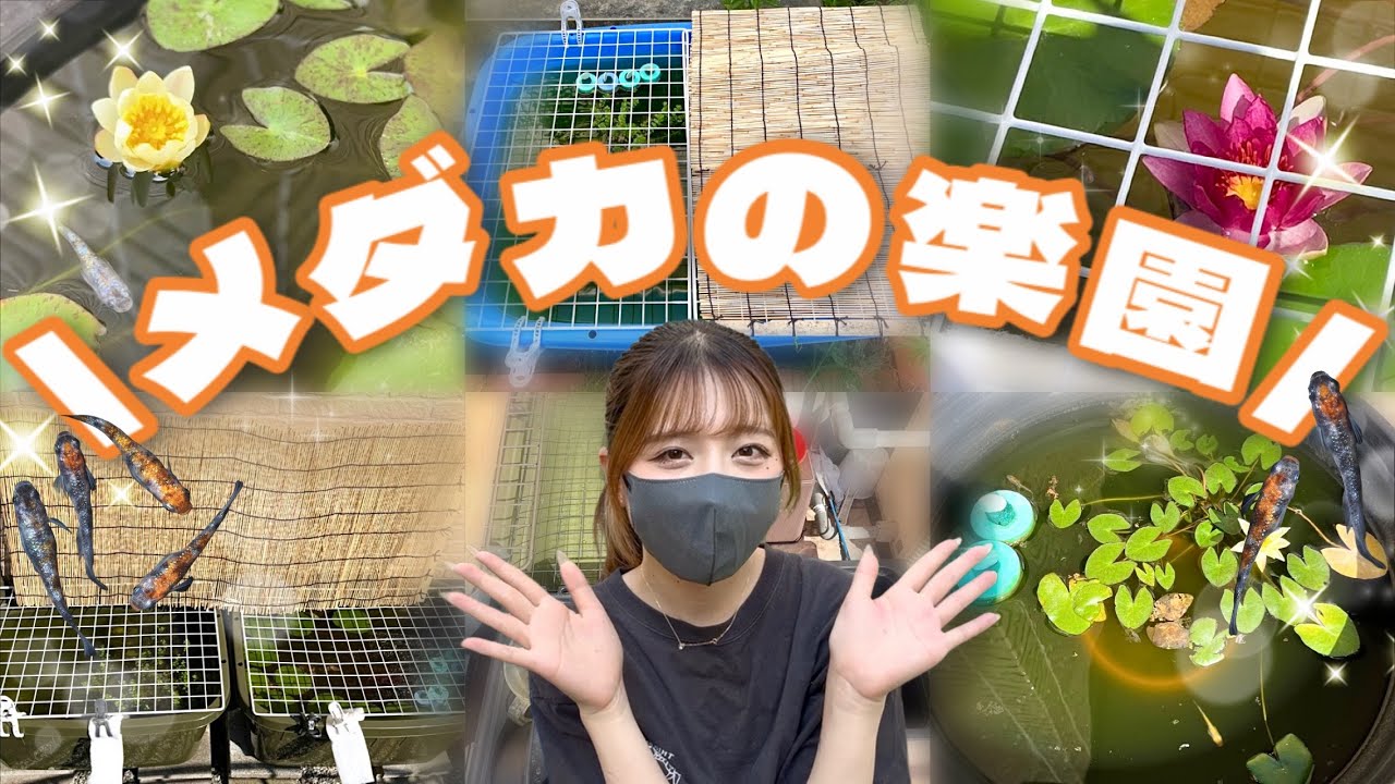 我が家のメダカ全部紹介✨️ 【メダカの楽園】