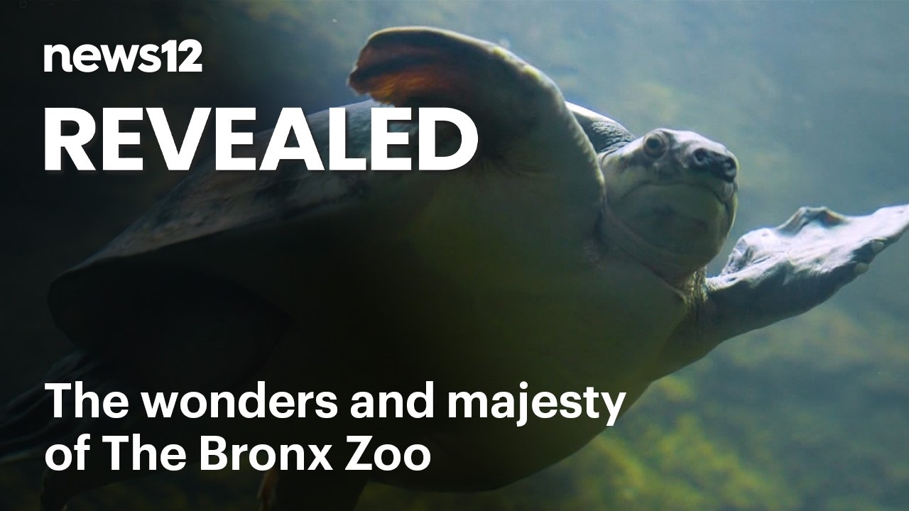 The Bronx Zoo - The largest urban zoo in the United States - Revealed | News 12 Originals