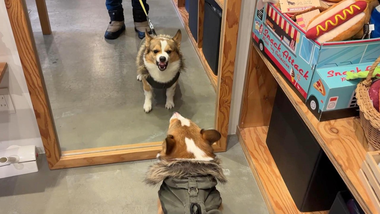 犬が『初めて鏡を見た』結果、まるでコントのような展開に／アルファアイコン札幌