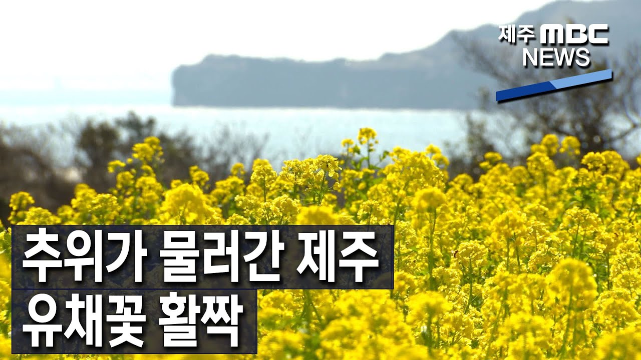 [제주MBC뉴스] 추위가 물러간 제주…유채꽃 활짝 / 2023년 2월 8일