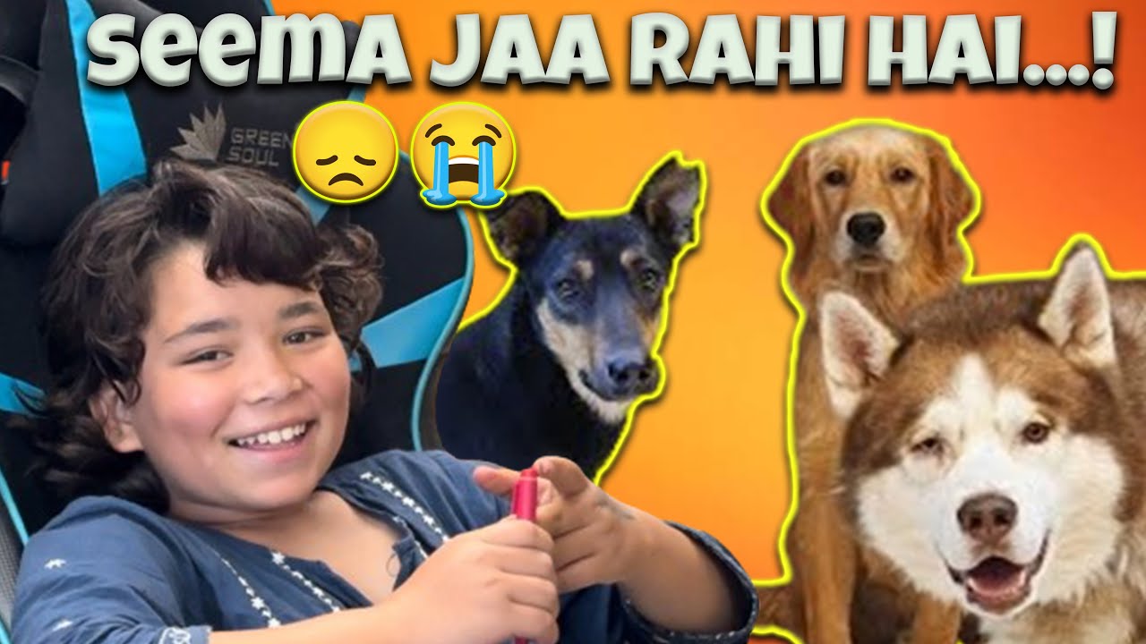 seema humey chor k jaa rahi hai.😭😭@THEHIMALAYANHUSKY