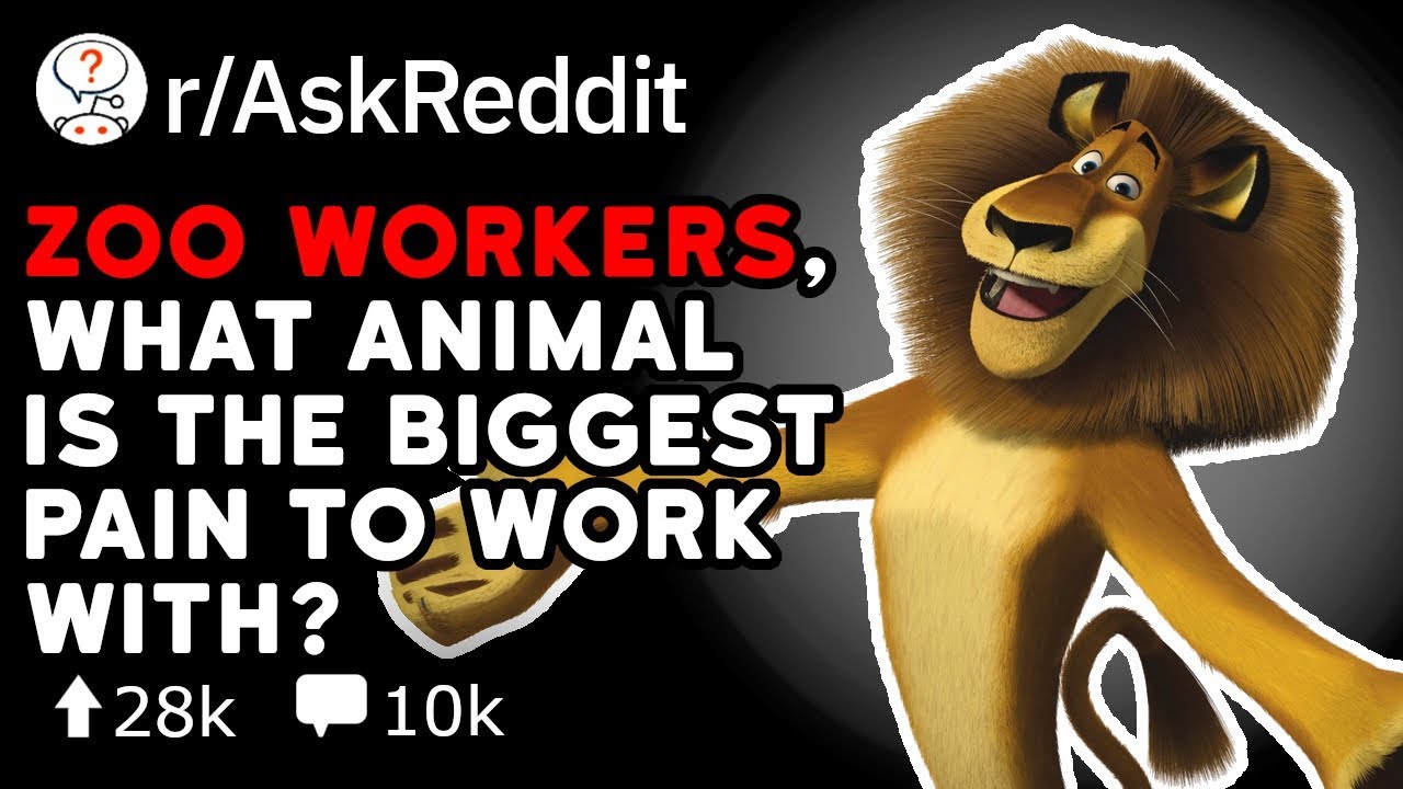 Zoo Workers, What Animal Is The Biggest JERK? (Reddit Stories r/AskReddit)