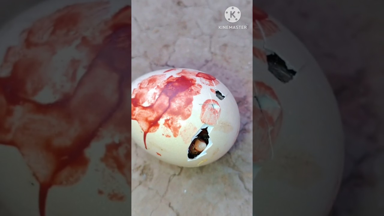 Aseel Murga lovers 🔥🥵💯#aseelmurga #murga #aseelmurgavideos #Aseel #chicken #birds #shorts