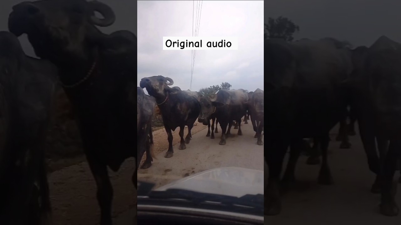 Buffalo herd on a village road#amazinganimals #youtubevideos #buffalo #shorts@earthcreatures-1813