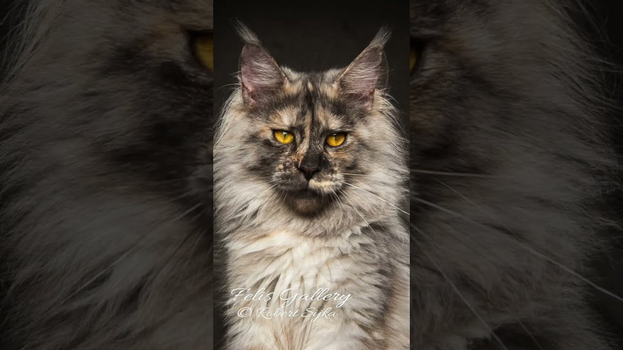 How many cat faces did you count?