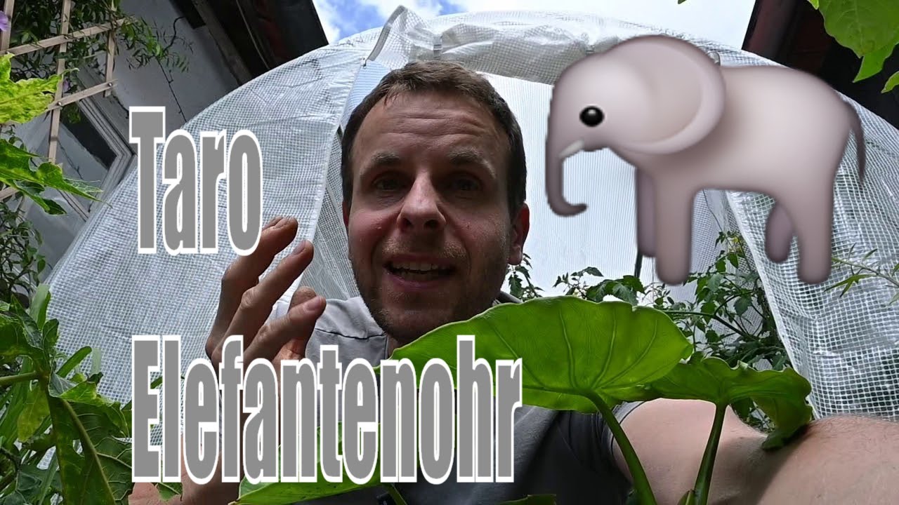 Taro (Colocasia esculenta) - Aronstabgewächs zum Essen in Deutschland - Elefantenohr