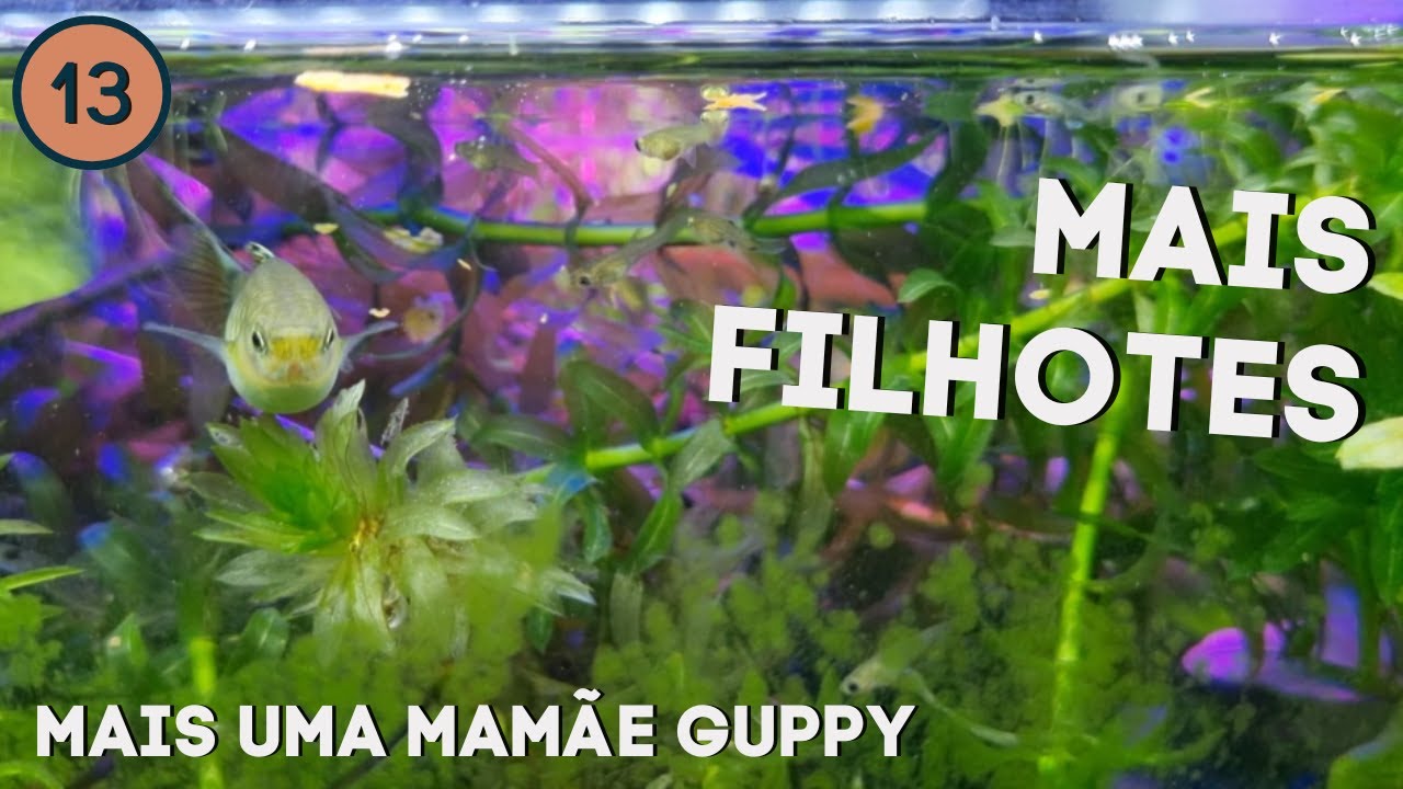 A segunda fêmea de guppy/lebiste teve filhotes também! | Vlog 13