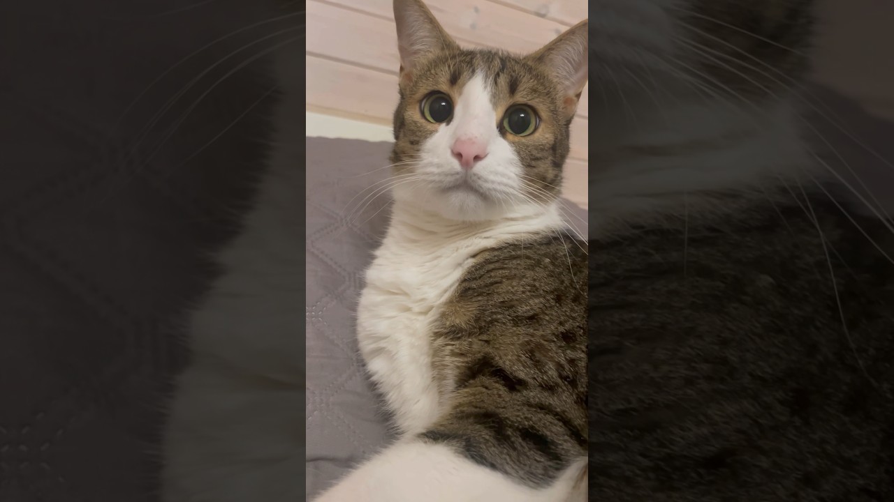 КОТ И КОШКА ОТДЫХАЮТ ВМЕСТЕ 🤩😻#family #vlog #puppy #cat
