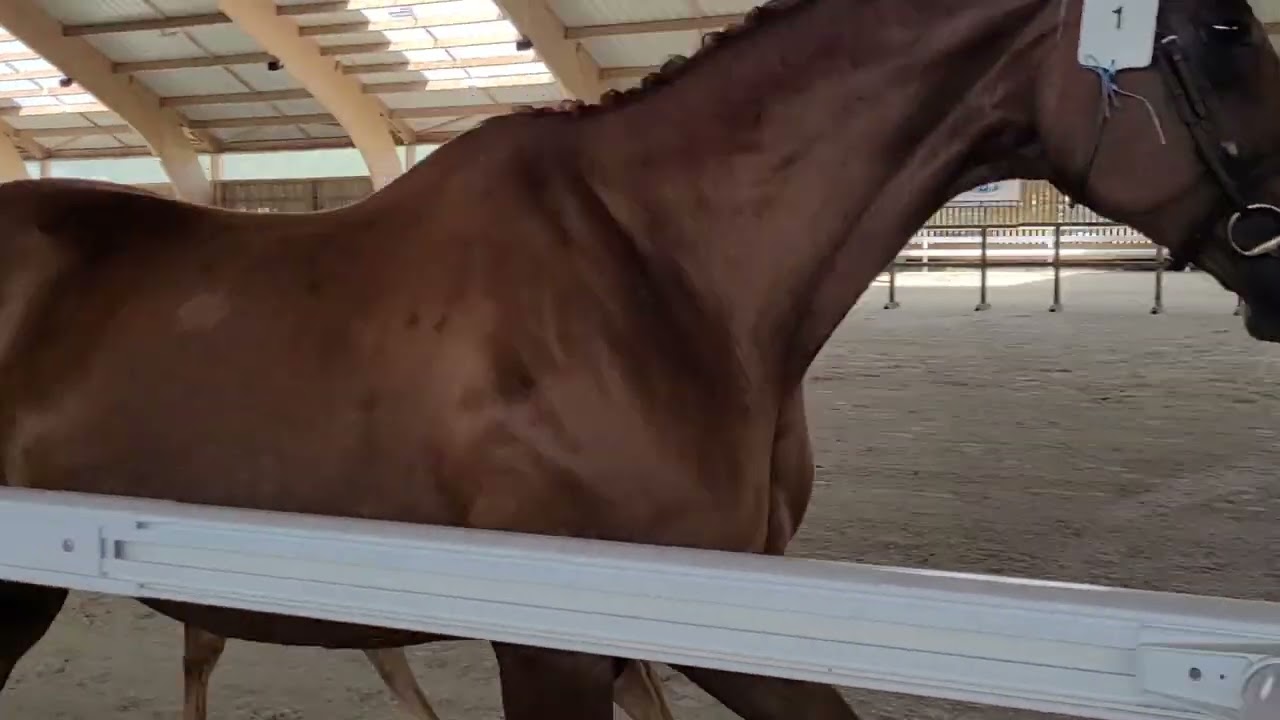 Nevermind d'Aël (Rahotep de Toscane x Diamant de Semilly) - Concours foals - Landivisiau 2023