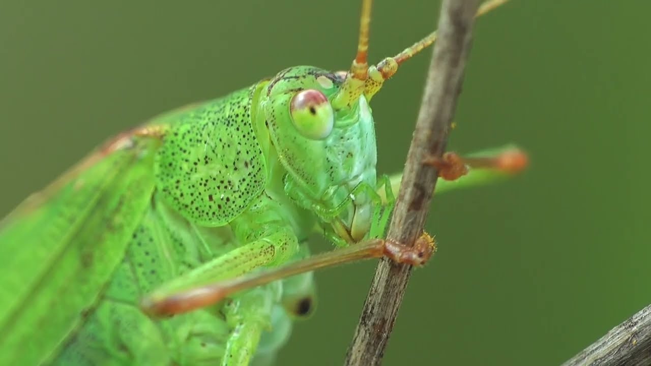 Nęk świerszczojad  Sphex funerarius. Z życia łąki.