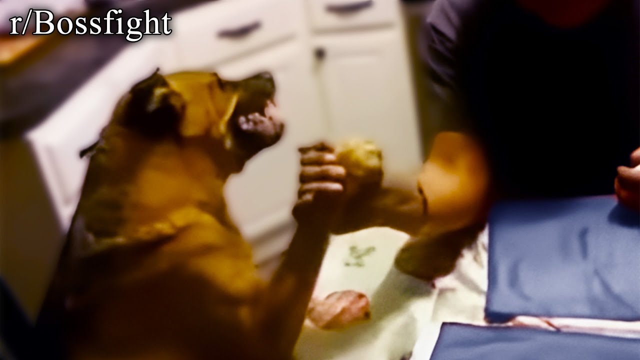 r/Bossfight | got that dog in him.
