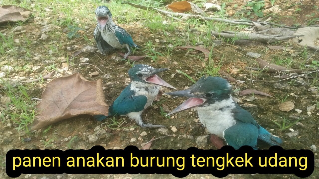 panen anakan tengkek udang|| buat peliharaan