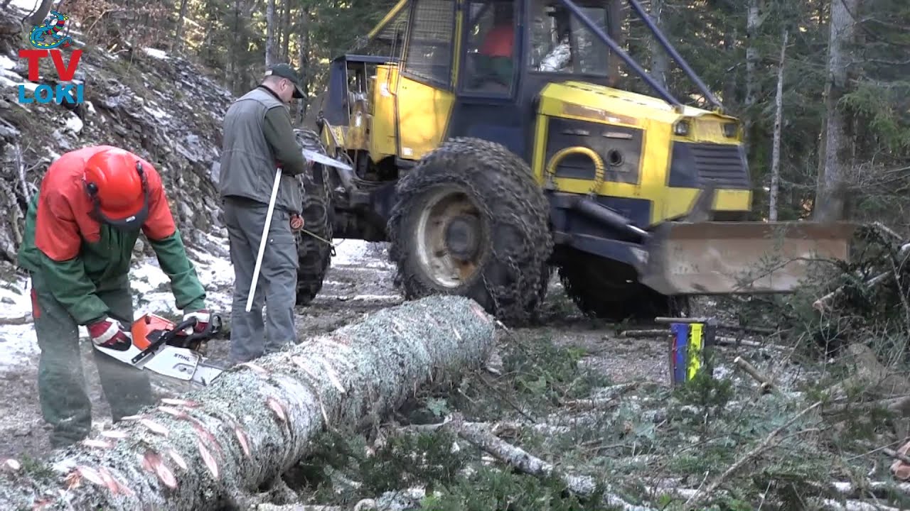 Sječa šume na Velebitu