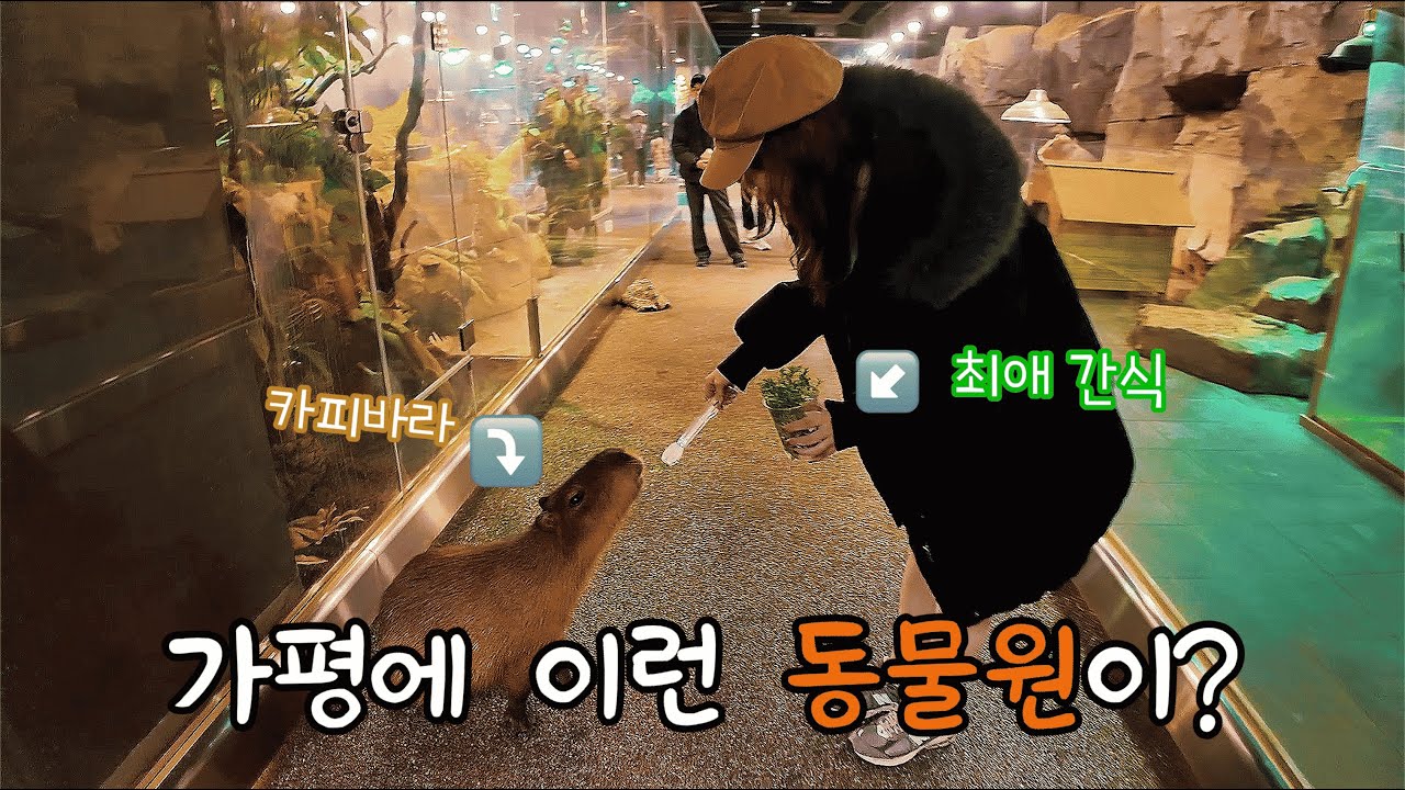 가평에 이런 동물원이 있었어? 신비동물원 리얼 후기 🐢 | 가평여행 | 신비동물원 | 아쿠아가든 | 닭갈비 먹방