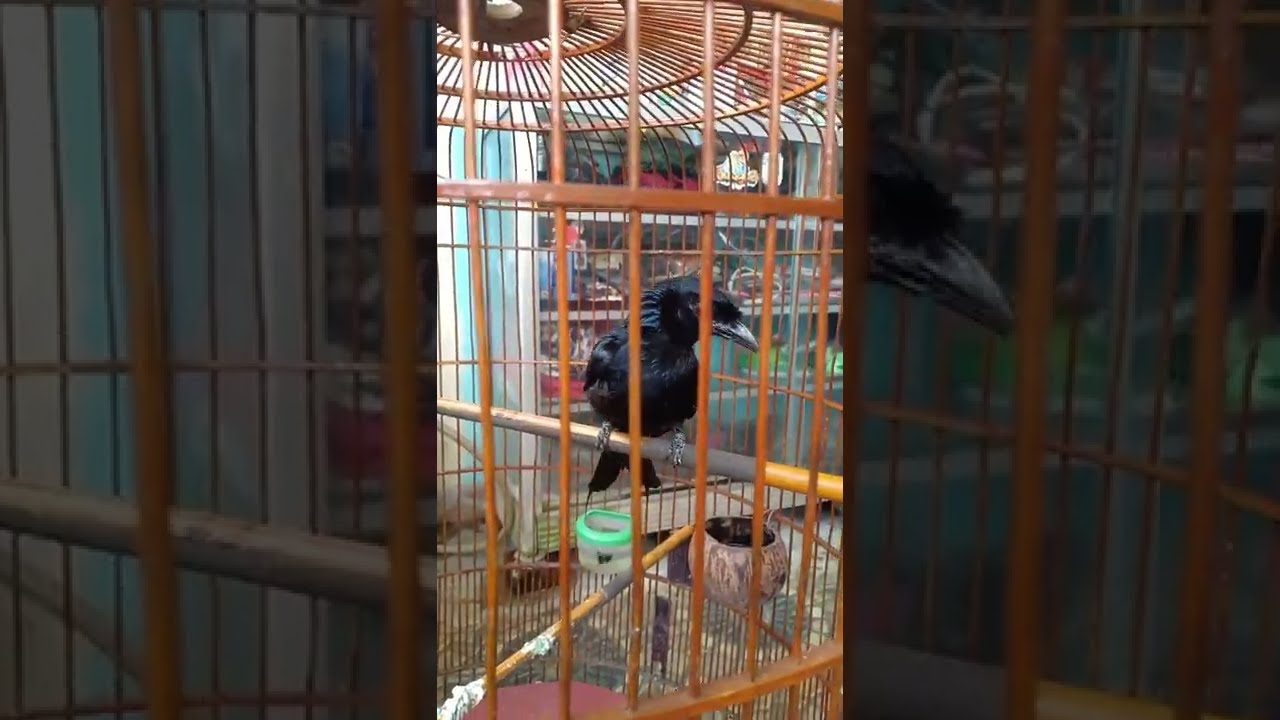 pancingan burung srigunting kantil di jamin nyaut