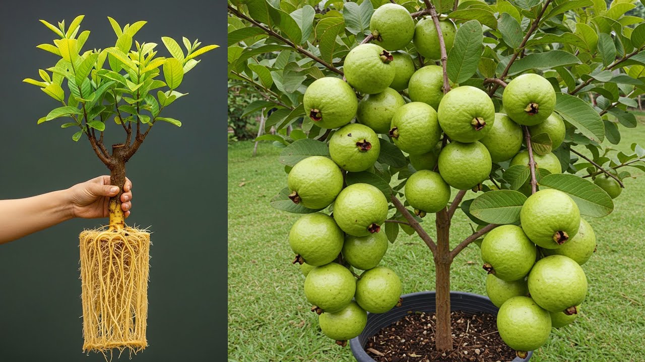 🌿Grow Guava Trees Faster with These Simple Techniques!