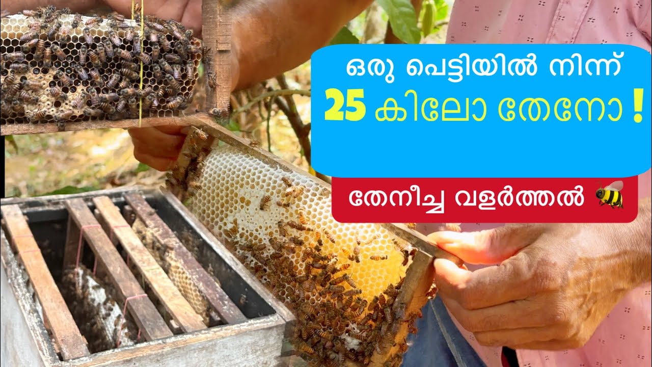 തേനീച്ച  വളർത്തൽ 🐝🍃| Beekeeping Malayalam | #honeybrand #honeyfarming #agrobee #beekeeping #natural