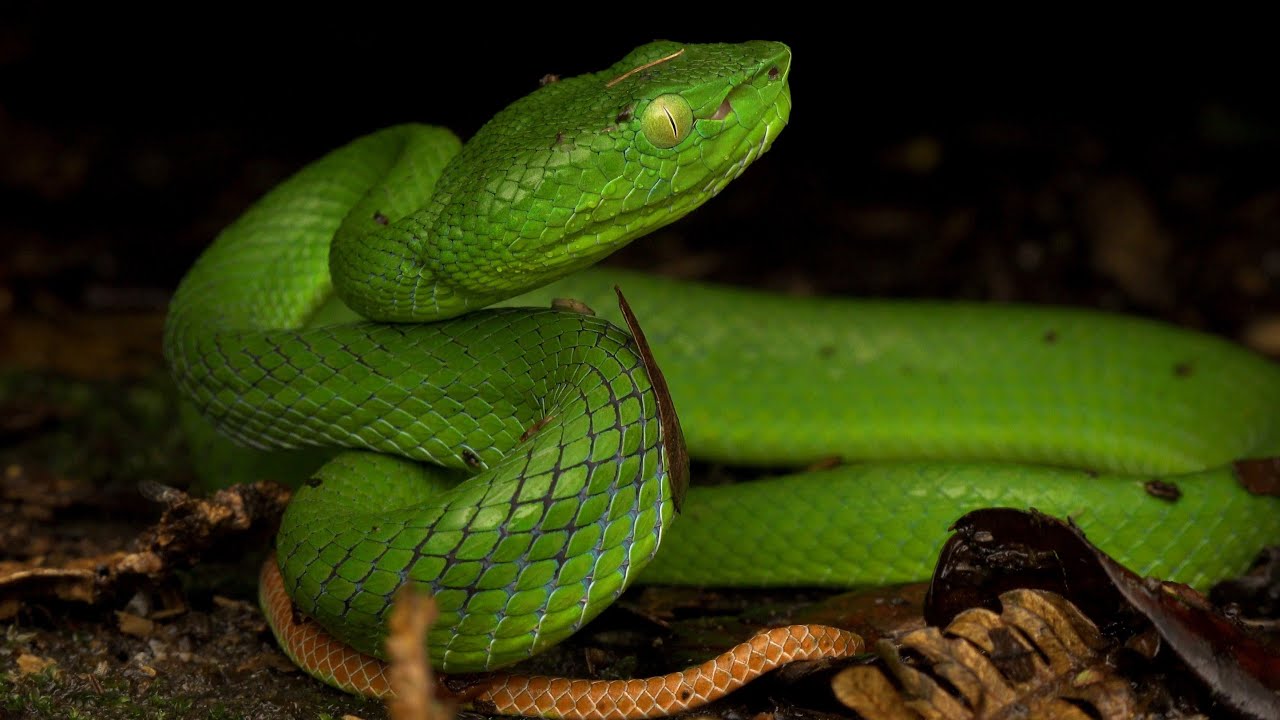 Cameron Highlands Pit Viper: Frasers Hill: Malaysia Snakes