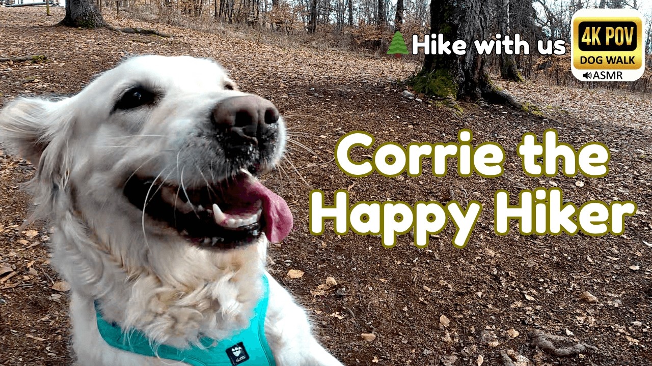 ☀️ Sunny High Peak Forest Walk with Golden Retriever Corrie 🌲 1 Hour Pure ASMR | 4K POV (No Talking)