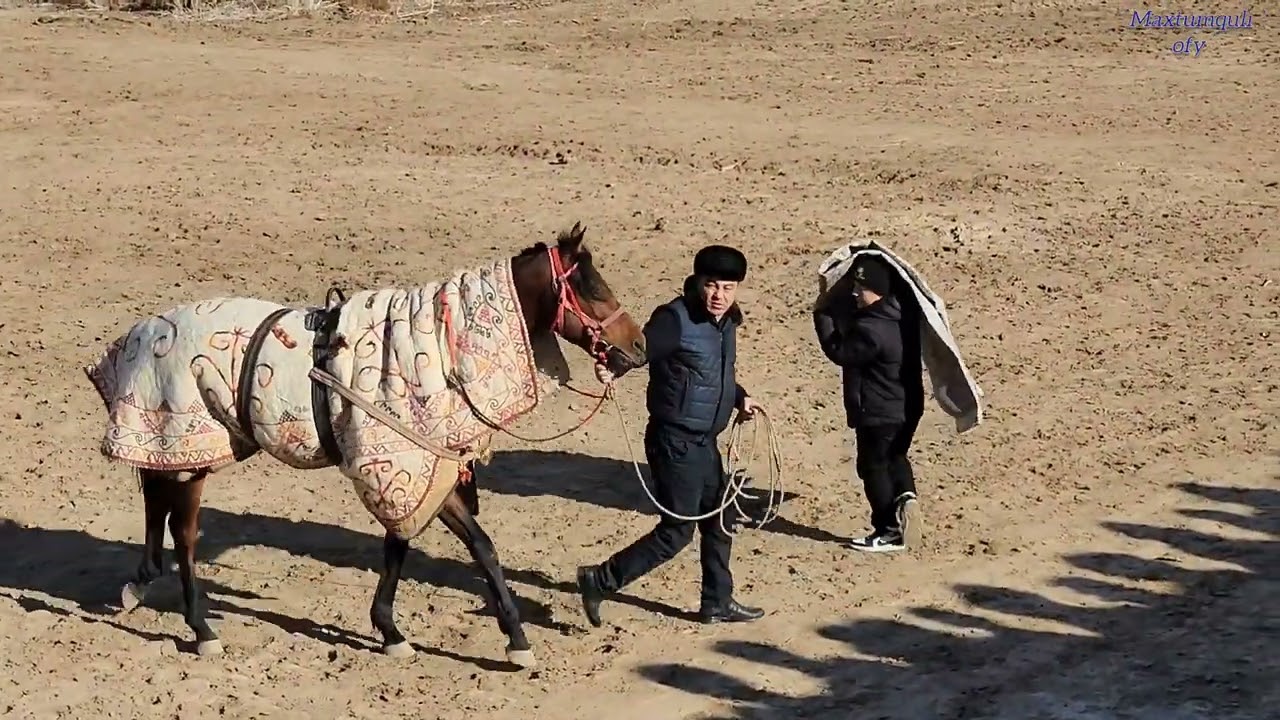 11yanvar Shomanay rayon Mamiy apj ARAZGELDI ataning aqliq uylentiriu toyi AT SHABISI.