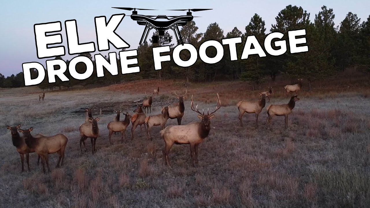 Amazing Elk Drone Footage