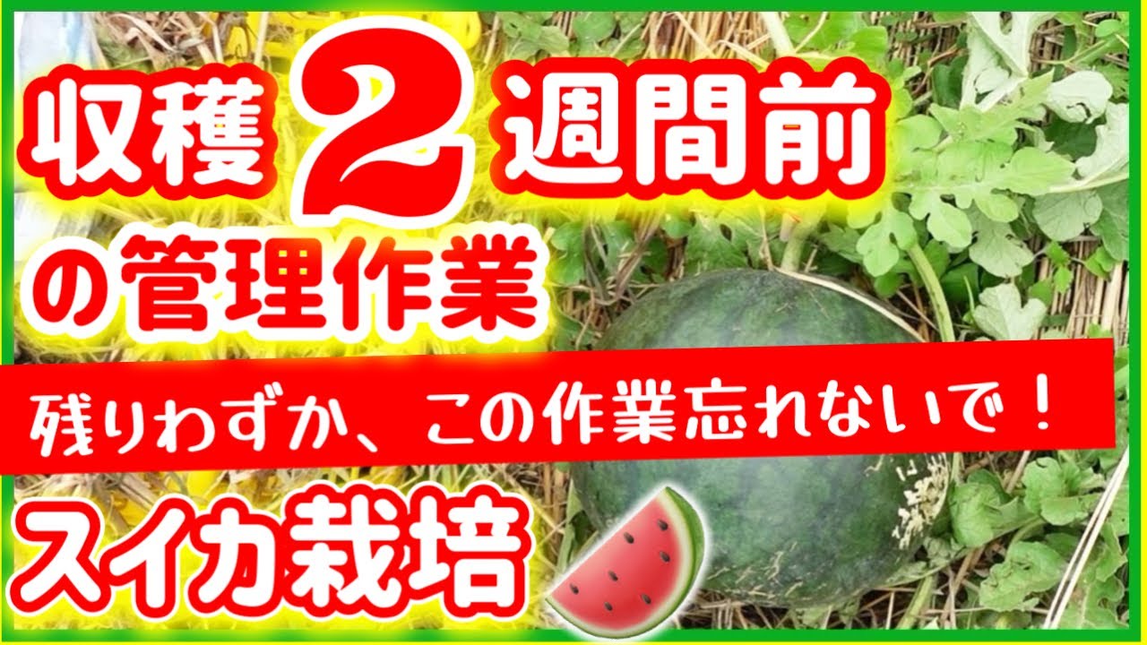 【スイカ栽培】この作業忘れないで！！収穫２週間前のメンテナンス作業！　～みどりふぉLABO そばの庭～