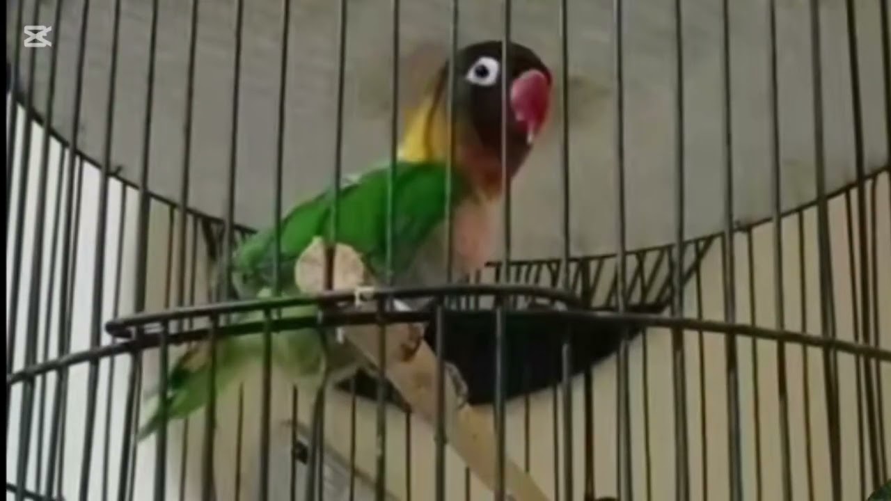 Lovebird ngekek panjang dengan variasi isian terbaik dan tembakan mewah 1 Januari 2026