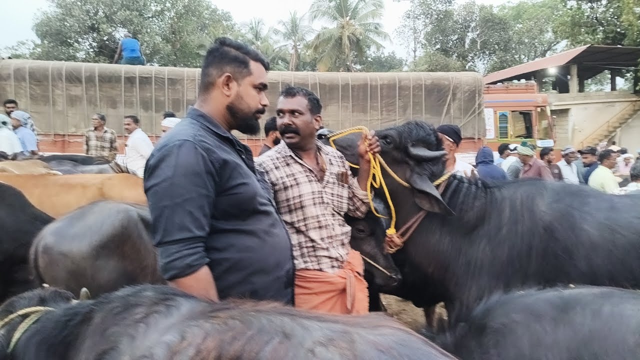 പെരുമ്പിലാവ് കാലിച്ചന്ത റമദാന്റെ മുന്നേ ഉള്ള ചന്ത നാടൻ പോത്തുകൾ ചന്തയിൽ കുറെ ഉണ്ടായിരുന്നു 