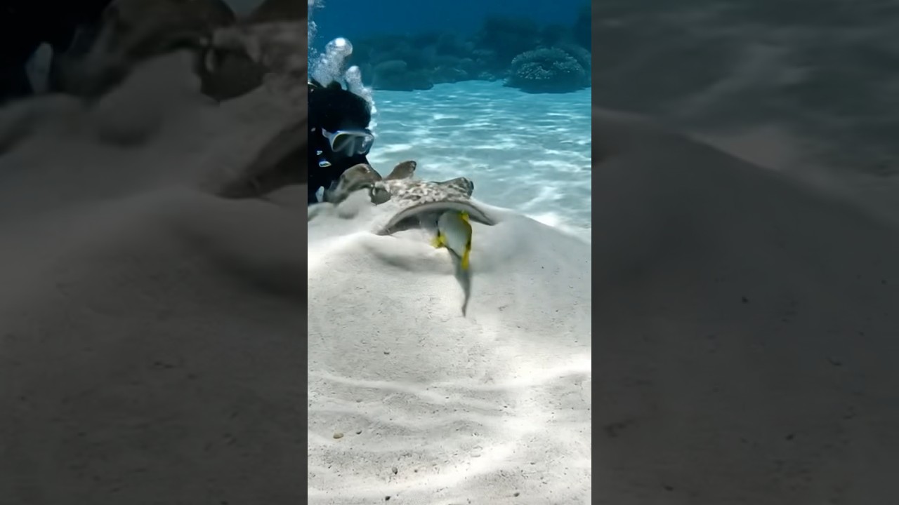 The Sand That Came to Life! Watch This Ray's Epic Disguise #Stingray #Camouflage #Predator #Survival