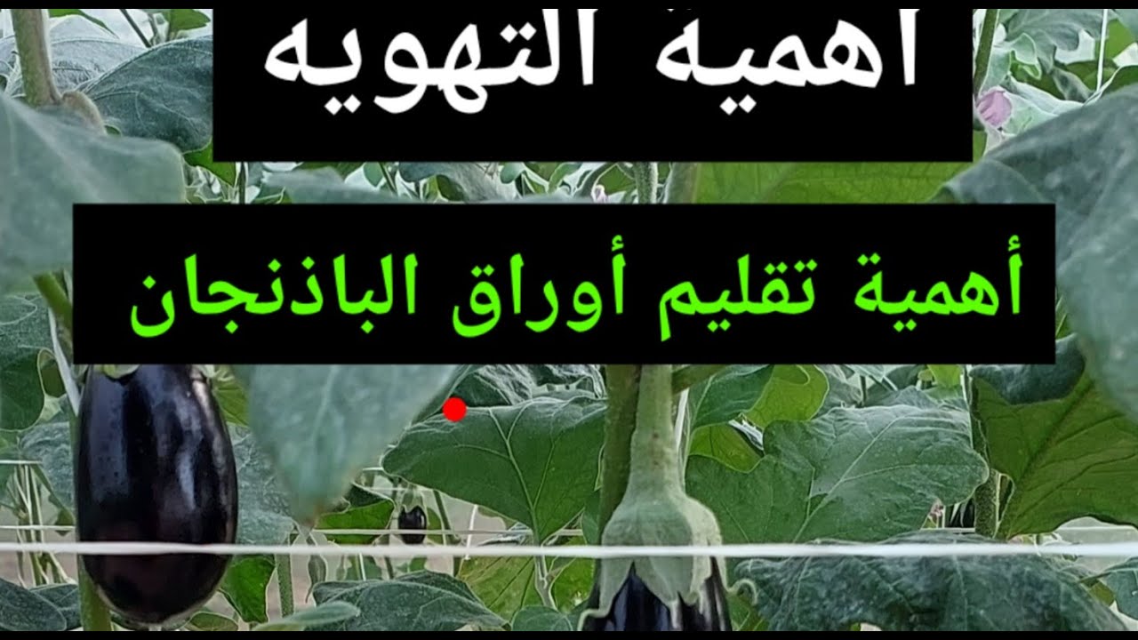 حلقه 180 | أهمية تقليم الباذنجان | وإزالة الأوراق المسنه