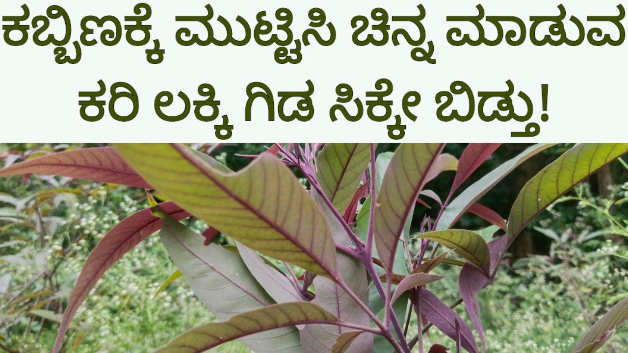 ಕಬ್ಬಿಣಕ್ಕೆ ಮುಟ್ಟಿಸಿ ಚಿನ್ನ ಮಾಡುವ ಕರಿ ಲಕ್ಕಿ ಗಿಡ ಸಿಕ್ಕೇ ಬಿಡ್ತು!/Vitex Negundo/Blue Negundo #nativenest