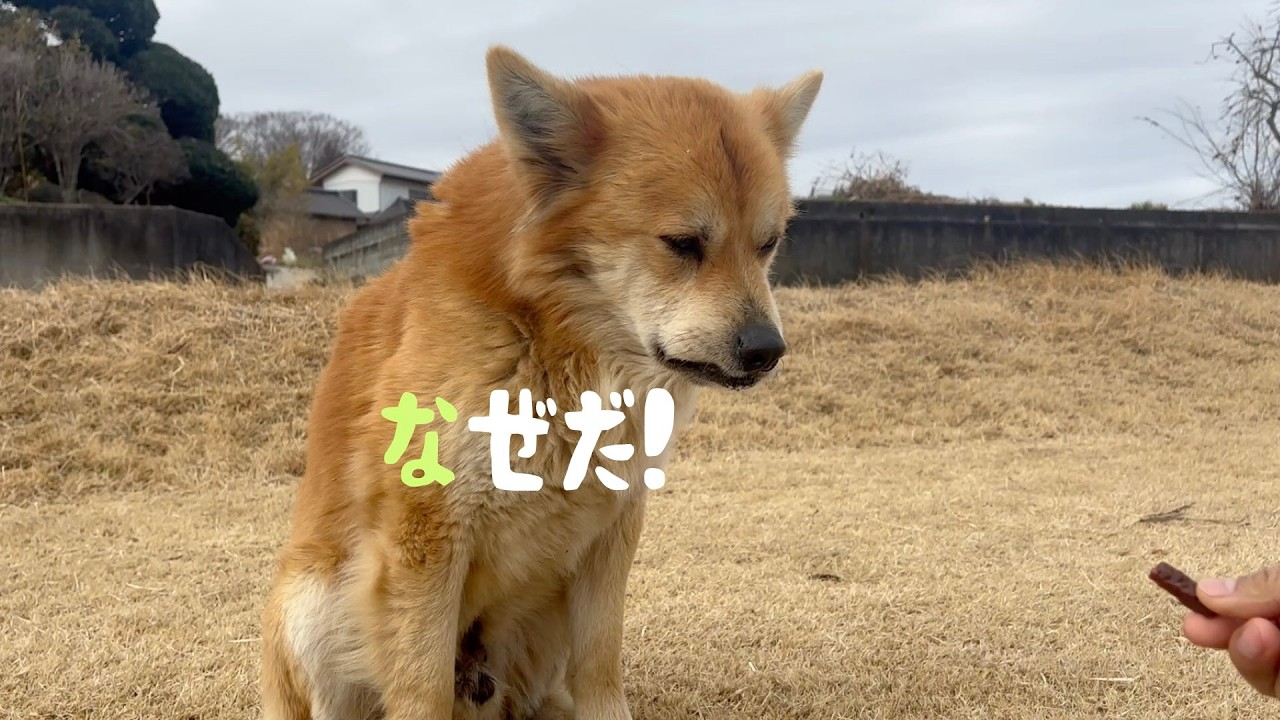 小さなおやつを出したら、のら犬は去った【M.ダックスと近所ののら犬】