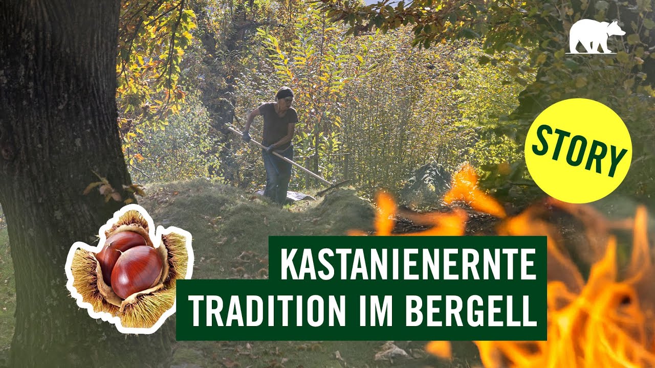 Traditionelle Kastanienernte in der Schweiz
