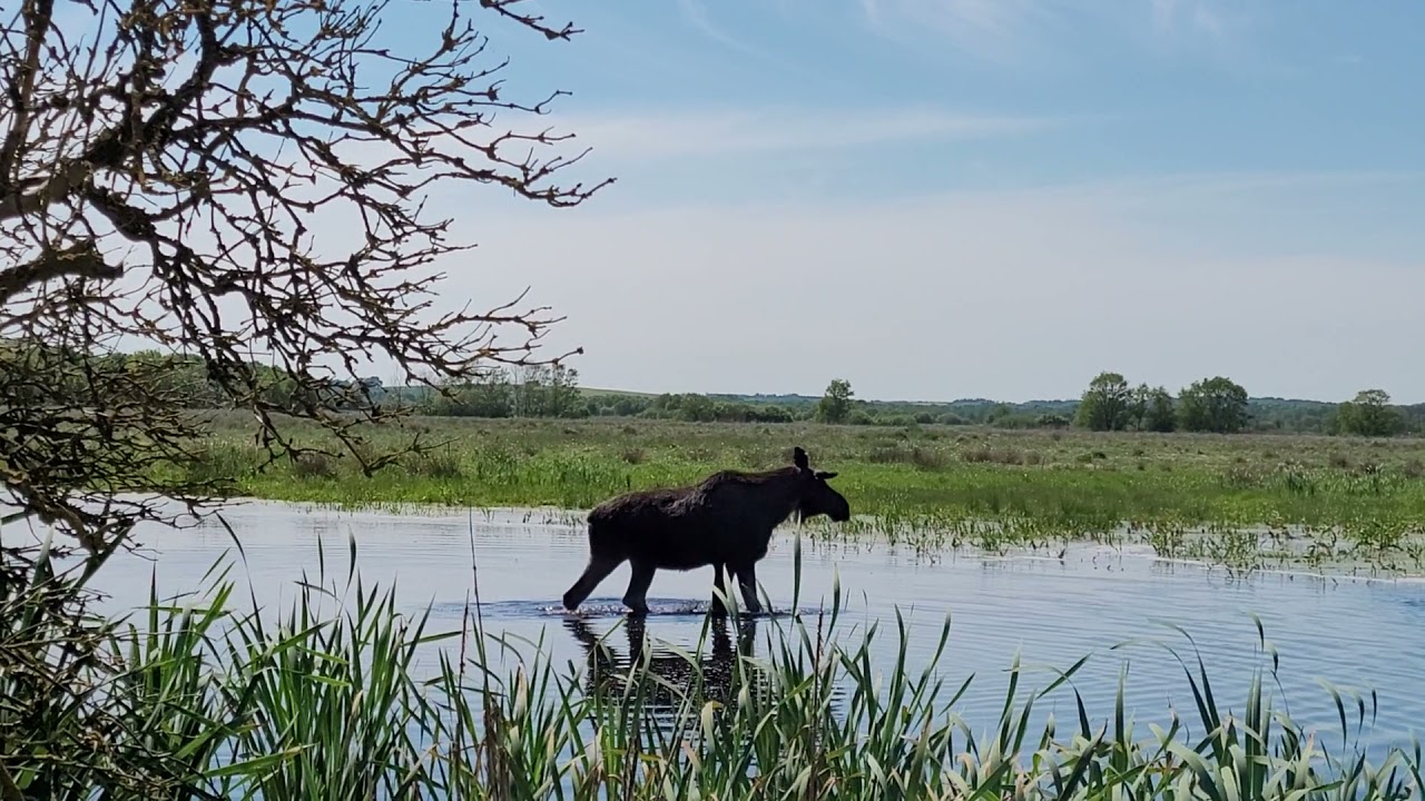 #moose #moosetape #nature #animals #wildlife #wildanimals #lillevildmose