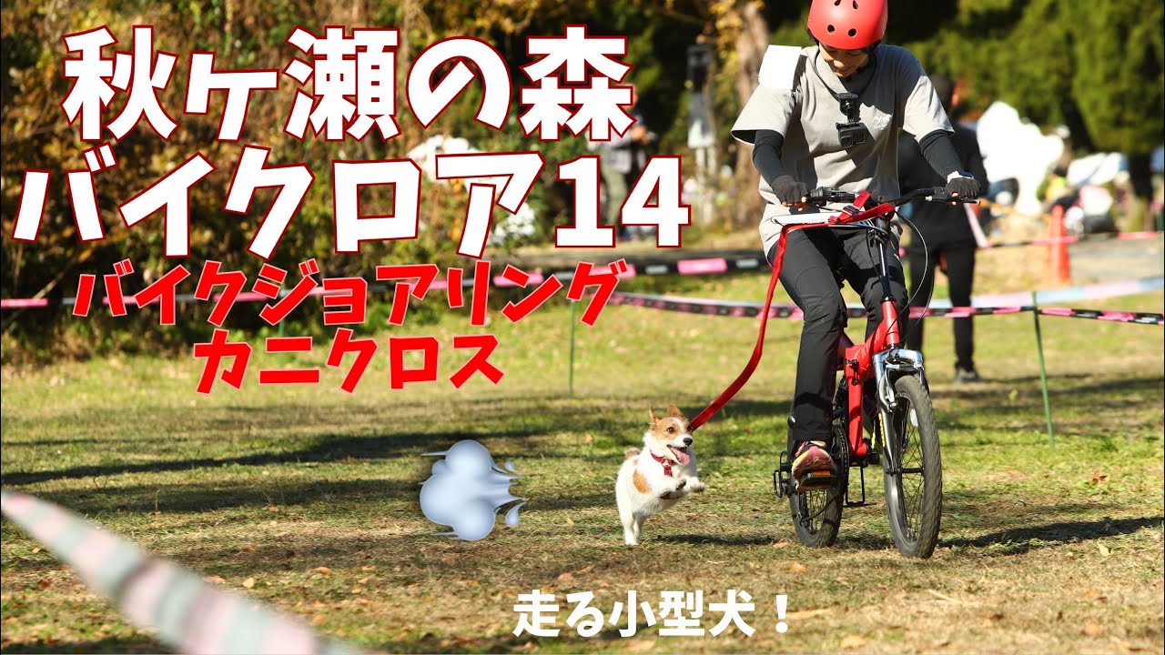 犬とバイクジョアリング＆カニクロス（秋ヶ瀬の森バイクロア14）/ Bikejoring and Canicross with Jack Russell