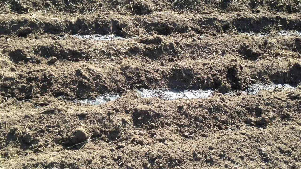 Manure - no smell