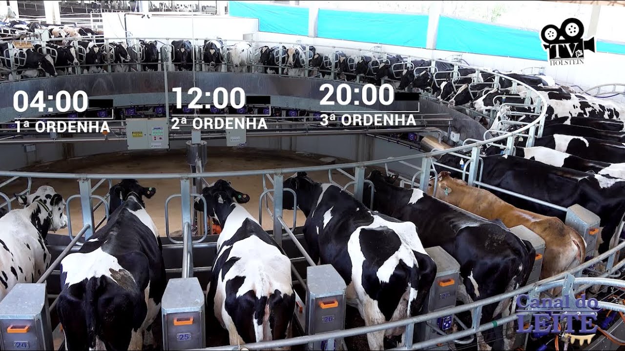 Fazenda Arsego - Gado Holandês - Xanxerê/SC - TV Holstein