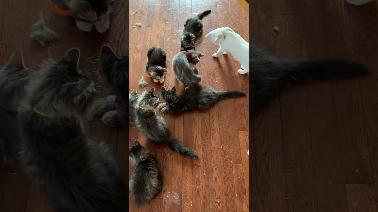 8 kittens VS the DamnLittleRedDot with a sideswipe from Cyrano