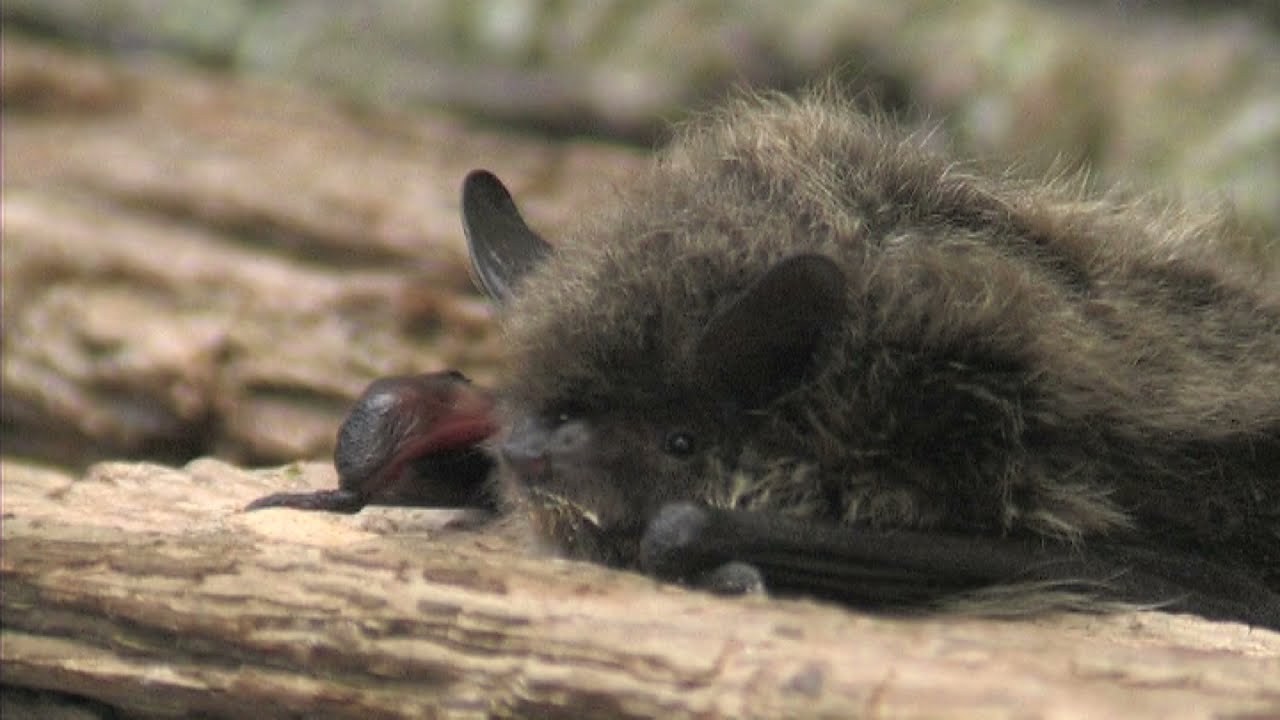 Whiskered Bat - The British Mammal Guide