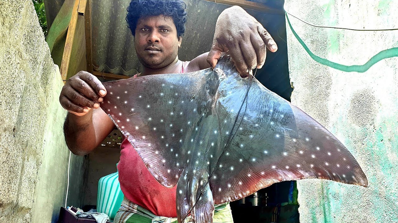 குழந்தை பெற்ற பெண்கள் அதிக பால் சுரப்பிற்காக சாப்பிட வேண்டிய திருக்கை மீன் | About ray fish