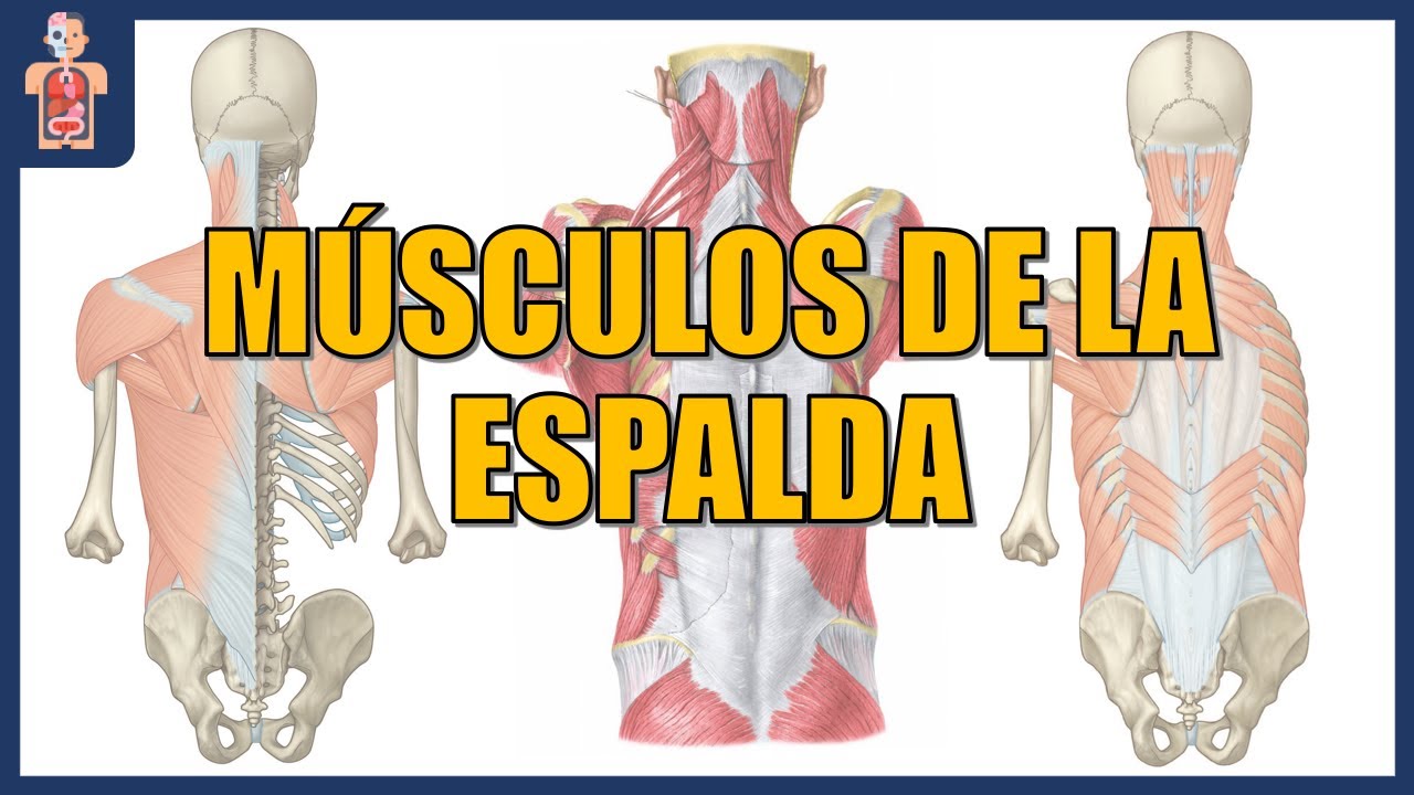ANATOMÍA - MÚSCULOS DE LA ESPALDA