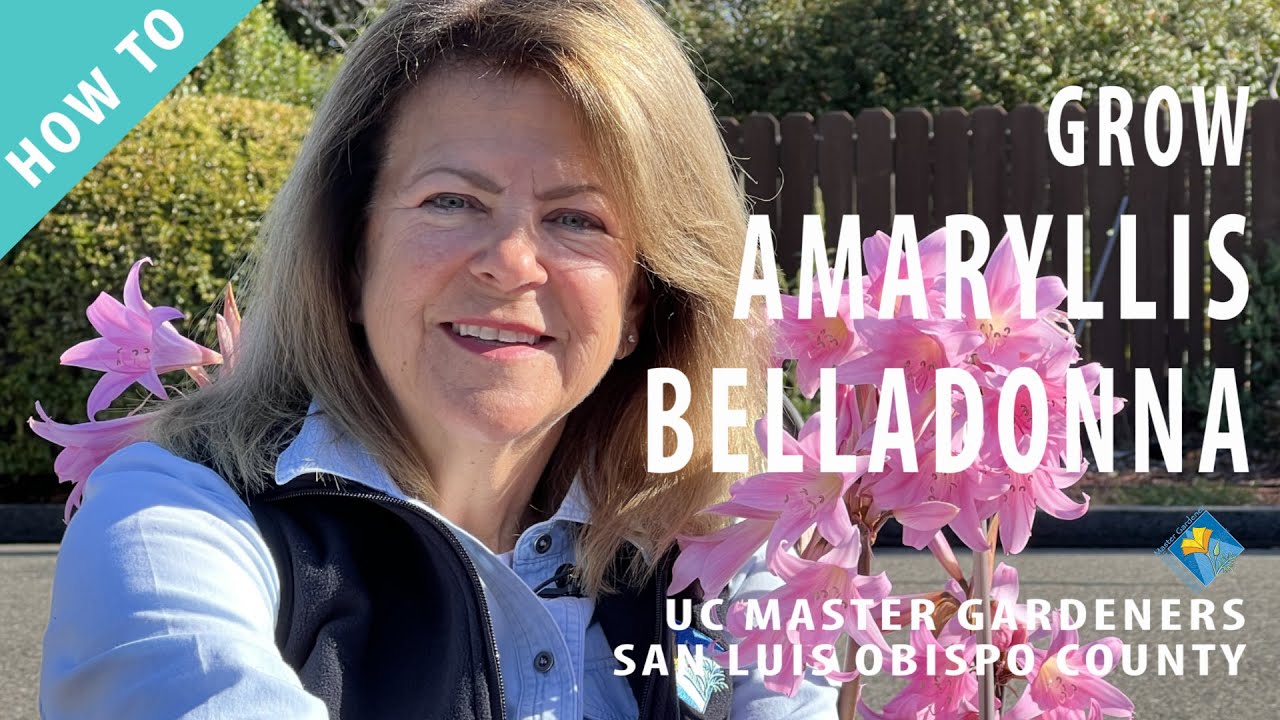 How to Grow Amaryllis Belladonna