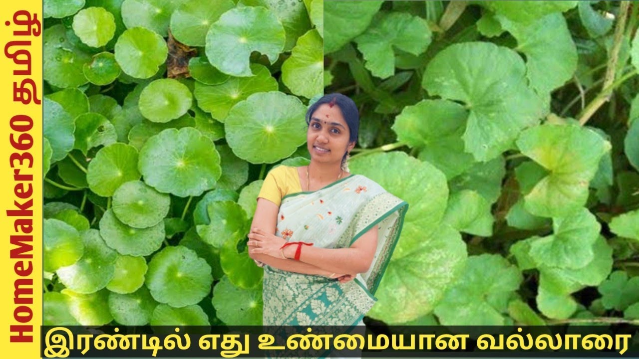 எது ஒரிஜினல் வல்லாரை ?? | Which one is Real Vallarai | Vallarai Keerai Valarpu