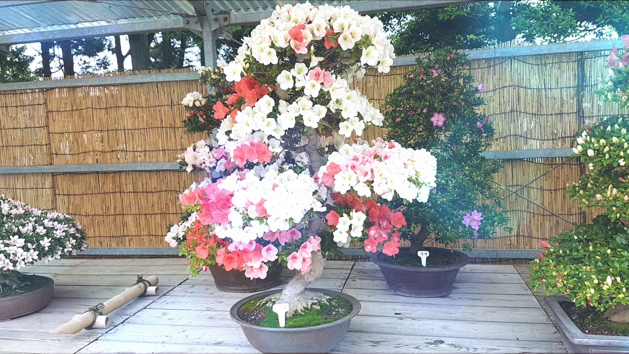 Nagoya Temple